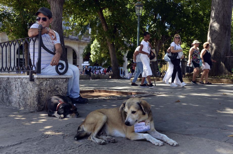 Decenas de perros en la centenaria Plaza de Armas de La Habana. (Foto: Xinhua)
