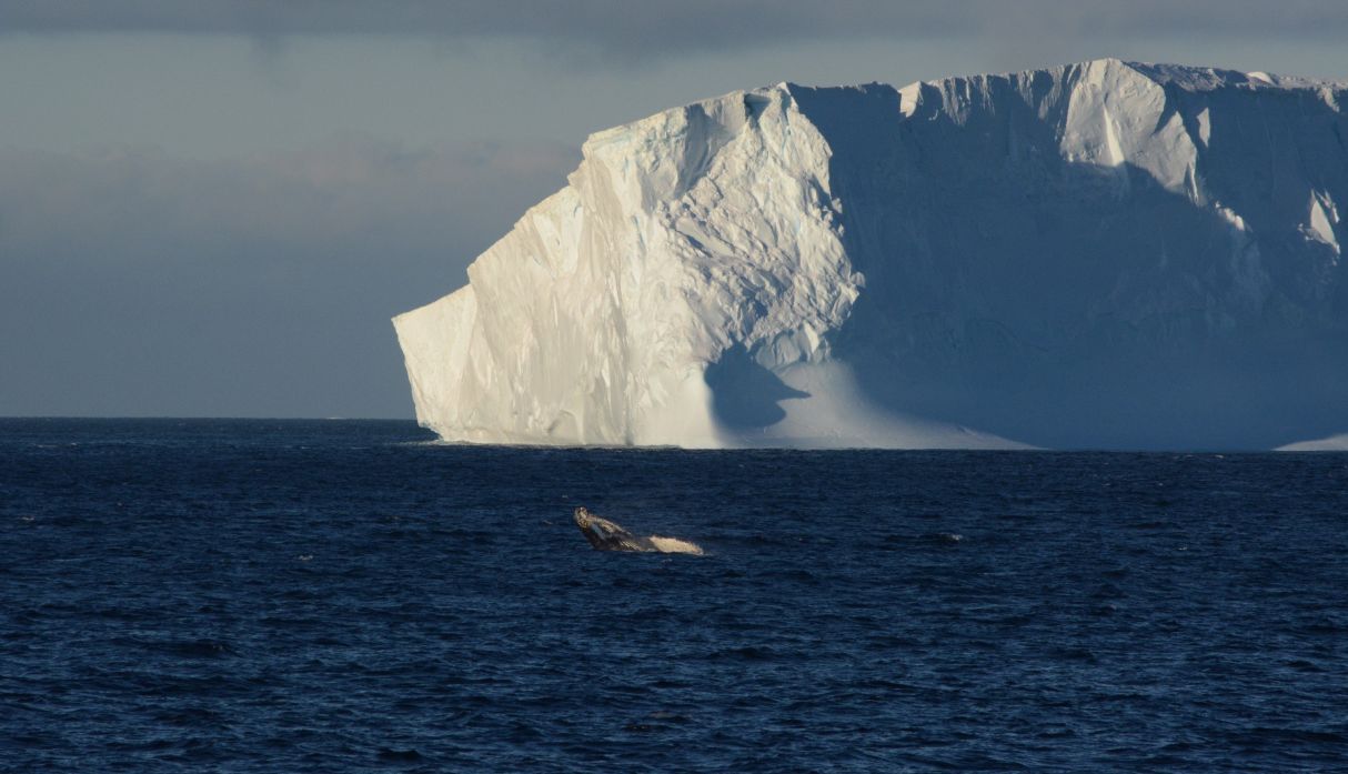 Vista de una ballena mientras salta, con un iceberg de fondo, hoy, en el marco de Homeward Bound. (Foto: EFE)