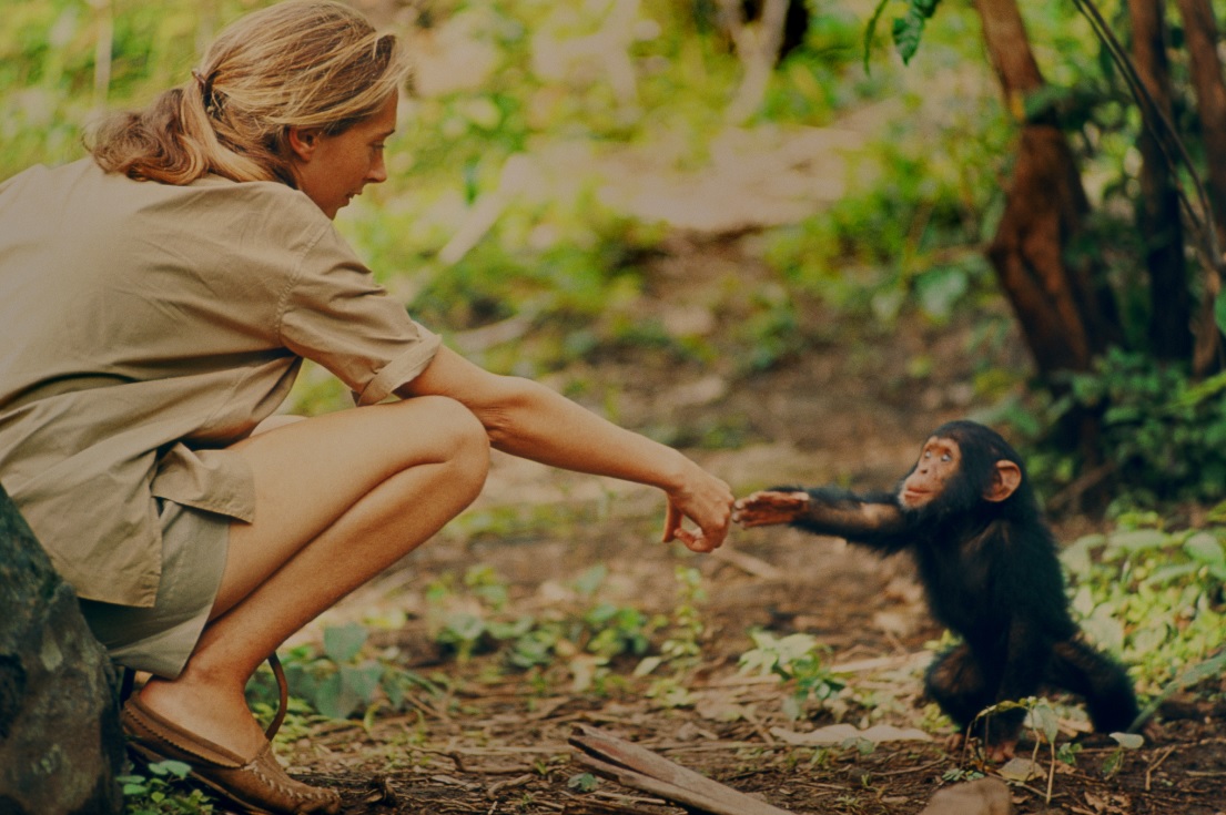 Jane es una ambientalista conmovida por los chimpancés. (Foto: National Geographic)
