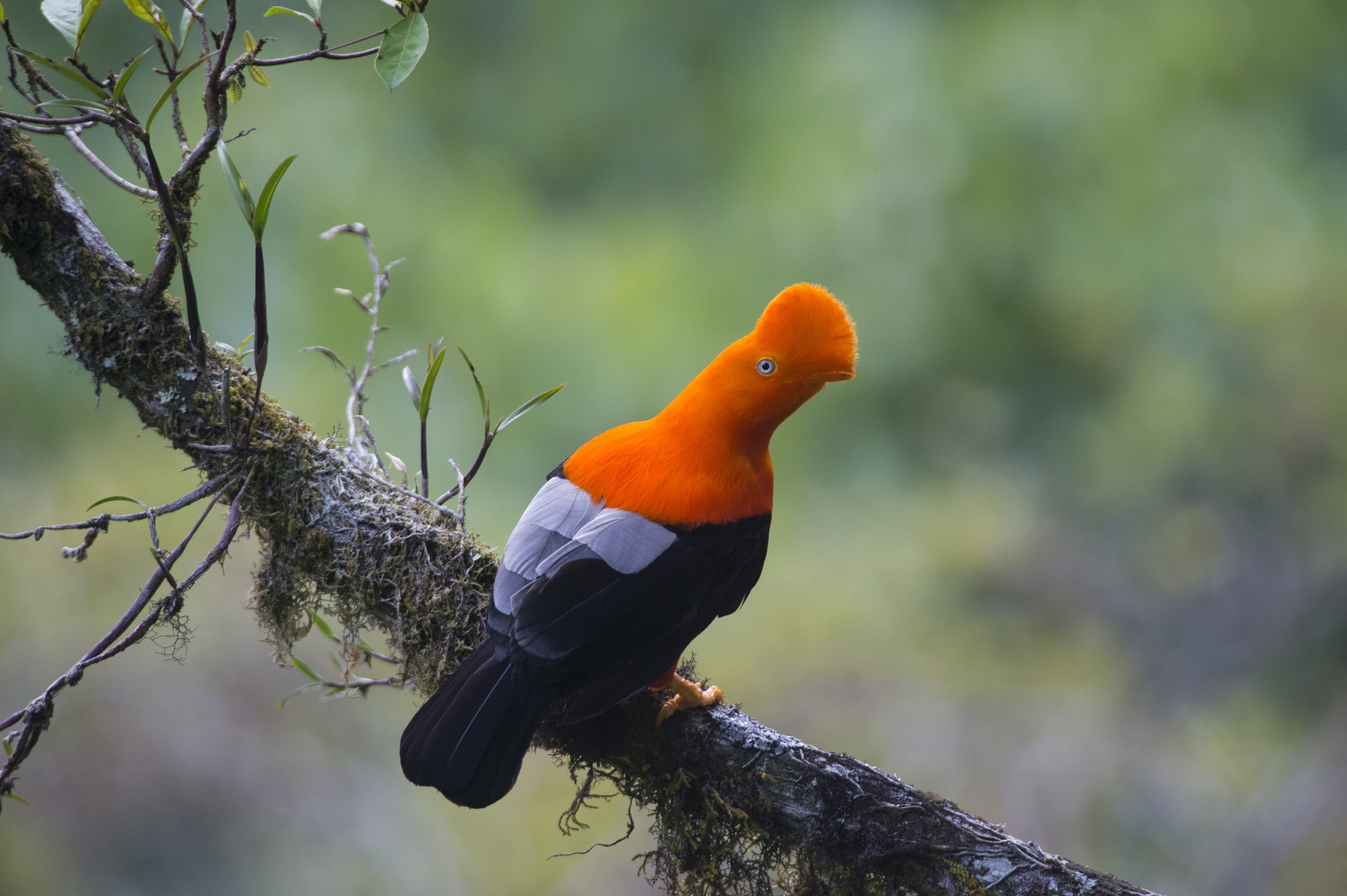 El majestuoso gallito de las rocas es el ave nacional del Perú. (Foto: PromPerú)