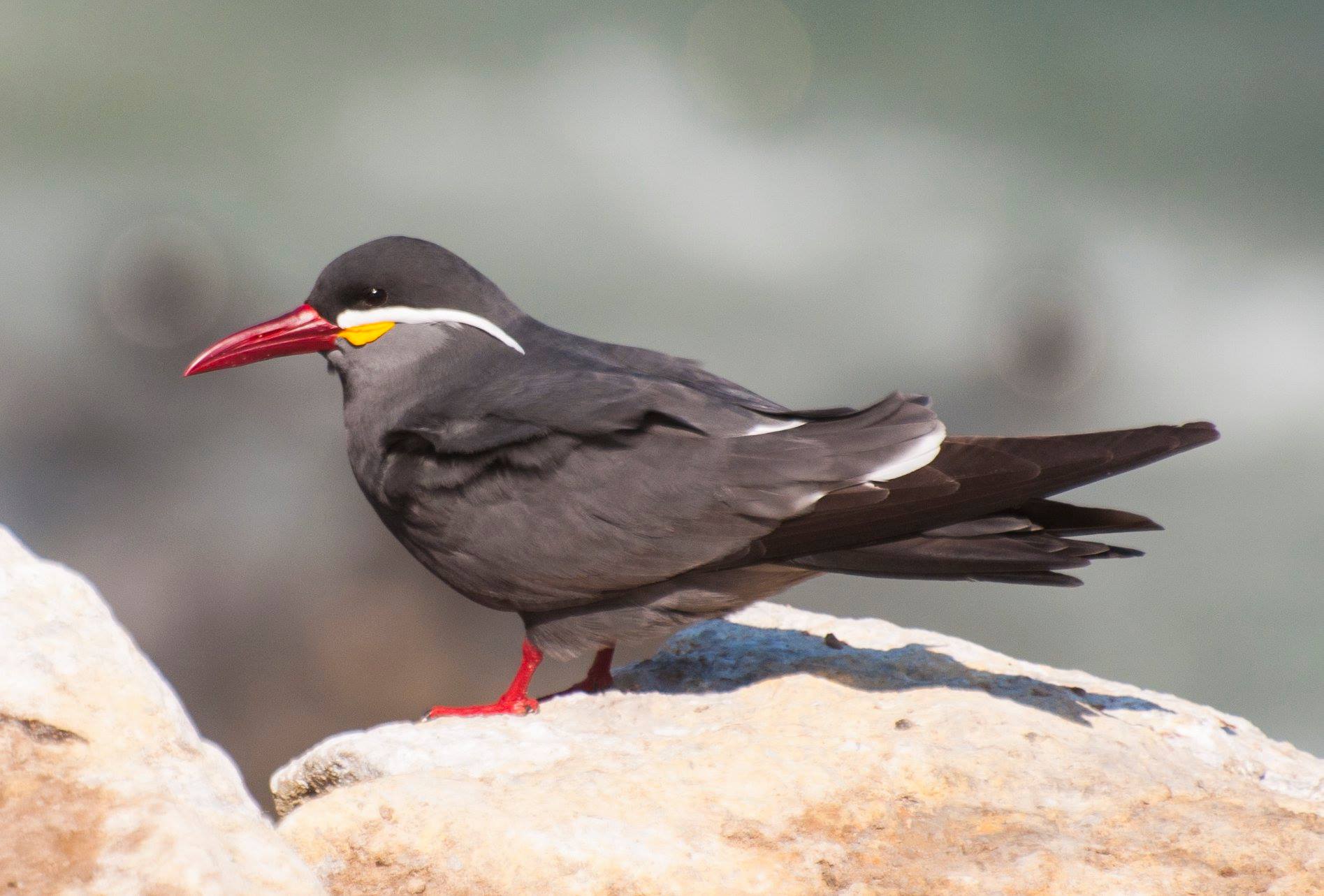 El zarcillo es una curiosa ave que habita en el litoral peruano. (Foto: GEC)