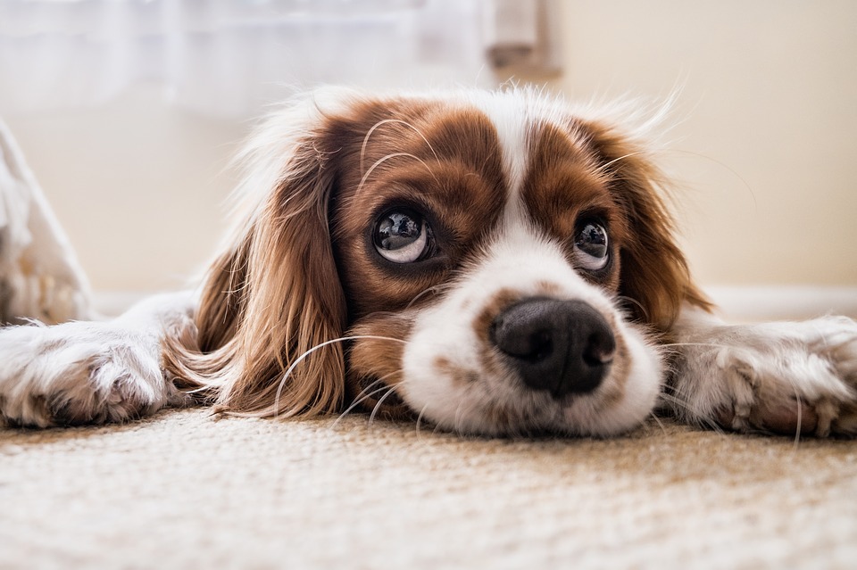 Si tenemos una mascota en casa, lo recomendable es colocar una alfombra de pelo corto o lisas. (Foto: Pixabay)