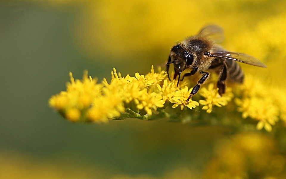 Las abejas son uno de los animales más trabajadores de la naturaleza. (Foto: Pixabay)