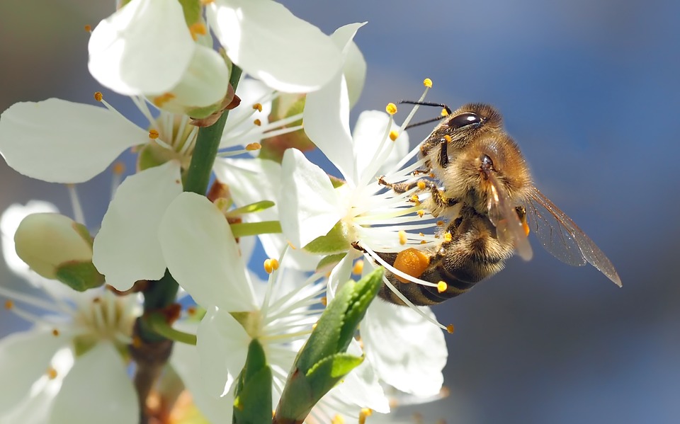Las abejas están muy activas en verano y primavera. (Foto: Pixabay)