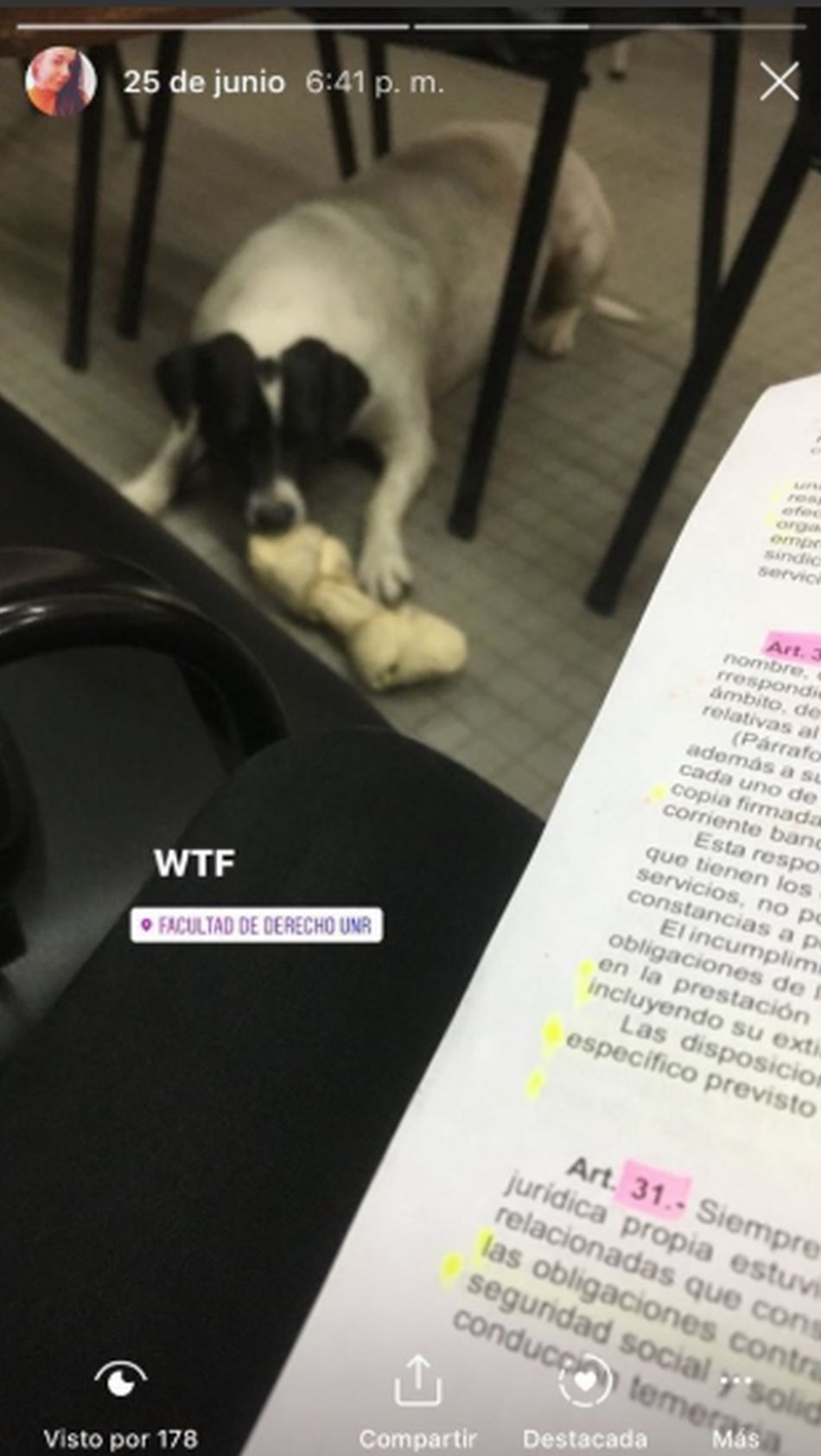 'Perro vaca' sabía cómo conquistar a sus víctimas para que le den juguetes y comida hasta en los salones de clases. (Foto: Twitter @@manadigiur )