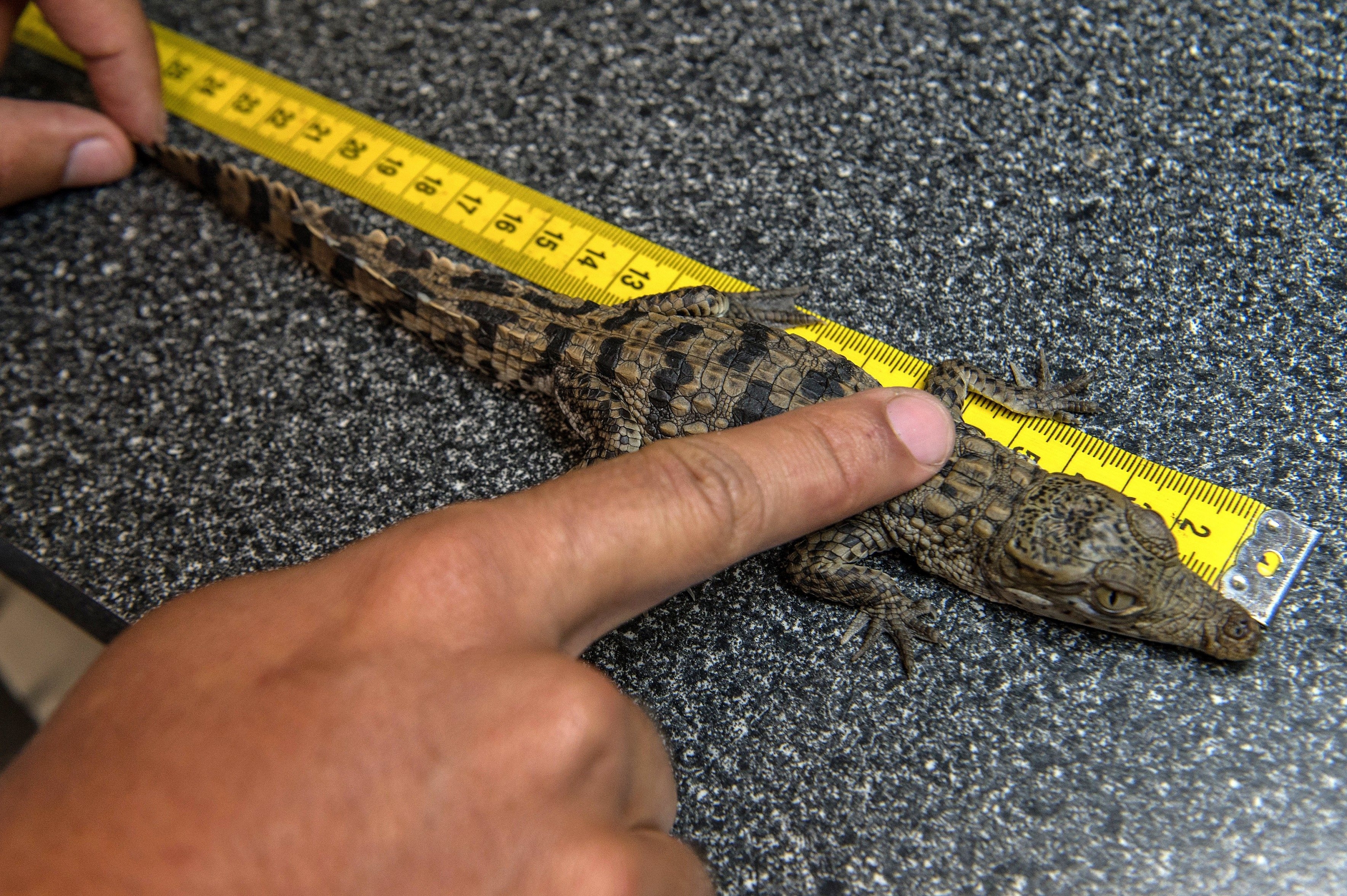 Una persona mide una cría de cocodrilo americano en Miami. (EFE)