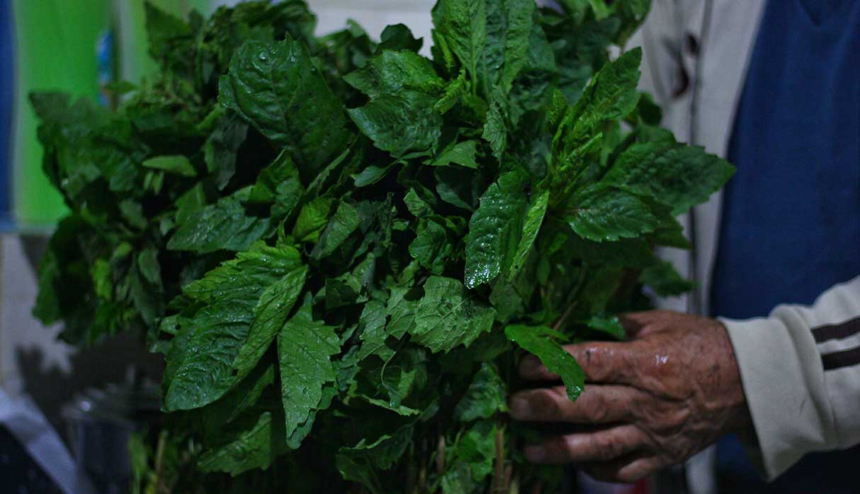 El paico es una hierba andina de agradable aroma y sabor. (Foto: Antonio Melgarejo)