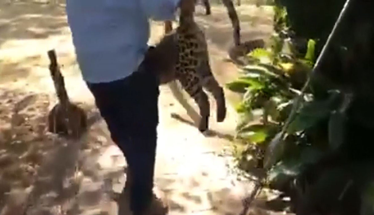 Una empleada de la lavandería se percató de la presencia del leopardo e un cuarto de lavado y lo encerró. (Foto: captura)