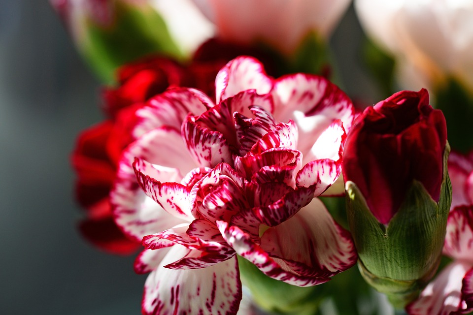 En el mercado también encontrarás claveles que tienen tonalidades rojiblancas. (Foto: Pixabay)