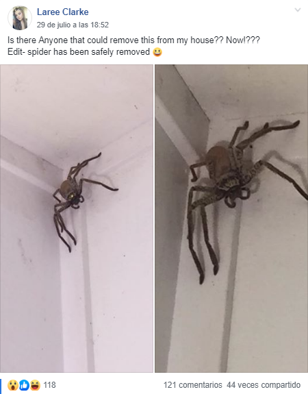 Una aterrorizada mujer en Australia recurrió a las redes sociales para pedir consejos de cómo sacar de su hogar a una araña gigante. (Facebook)