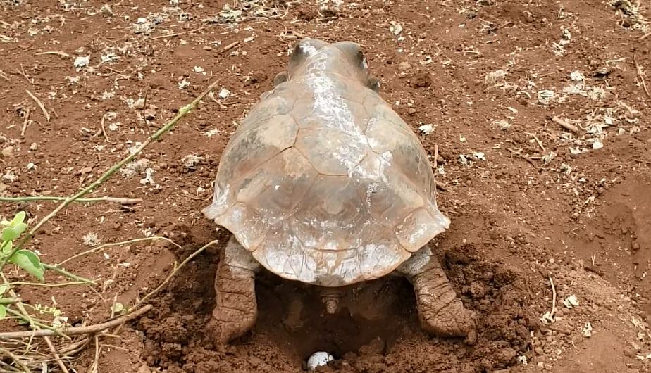 Las tortugas gigantes de Galápagos inician la temporada de reproducción de enero a junio, seguida por la de anidación que va desde julio hasta finales de noviembre. (Foto: Xinhua)