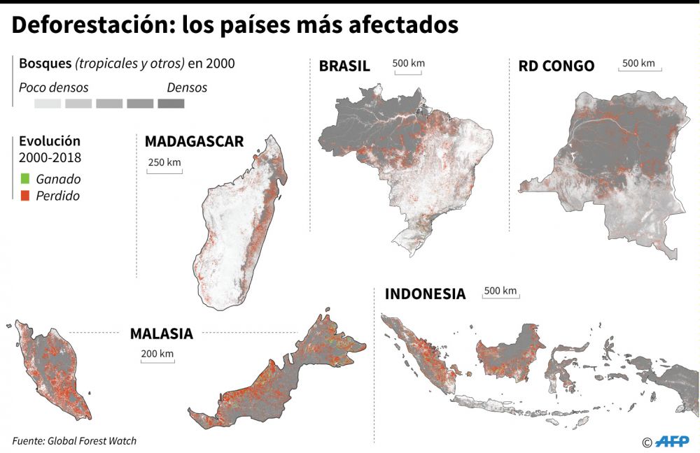 Deforestación: los países más afectados. (Foto: AFP)
