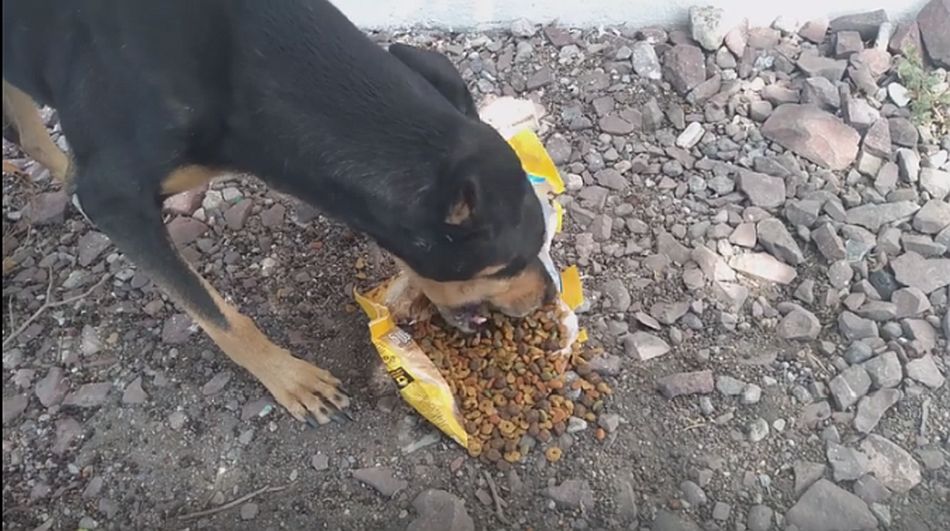 El perro disfrutó de la comida y agua que no todos los días puede disfrutar. (Foto: captura Facebook)