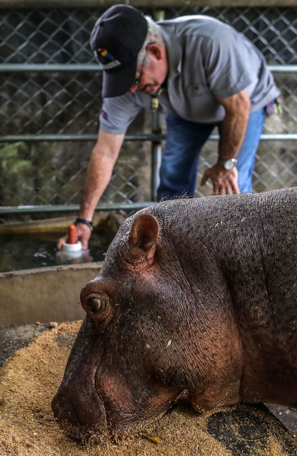 Este hipopótamo necesita una gran cantidad de alimentos diarios, entre frutas, verduras y leche. (Foto: AFP)